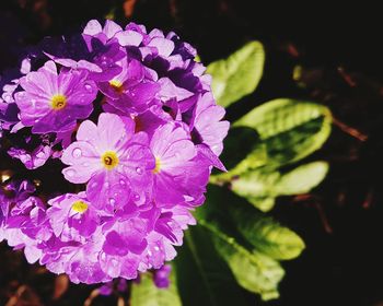 Close-up of purple flowers blooming outdoors