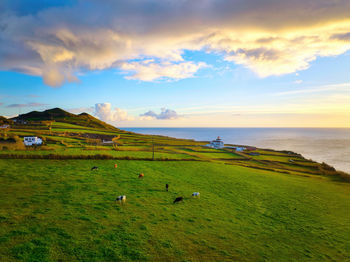 Cows herd grazing on a lush summer pasture during sunset, green grass, colorful sky, azores islands