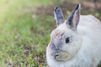 Close-up portrait of a rabbit on field