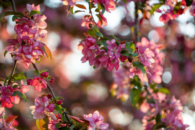Close-up of pink flowering plant