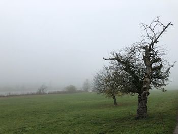 Tree on field against sky