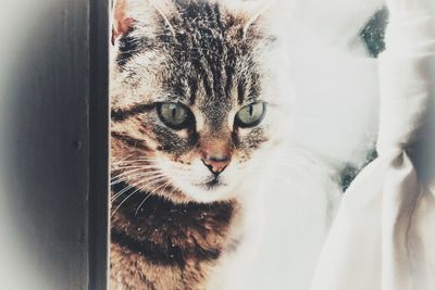 Close-up portrait of a cat