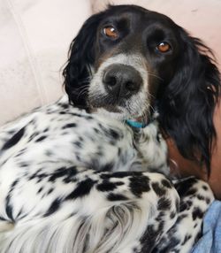 Close-up portrait of a dog