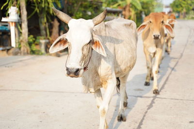 Cow standing in a horse