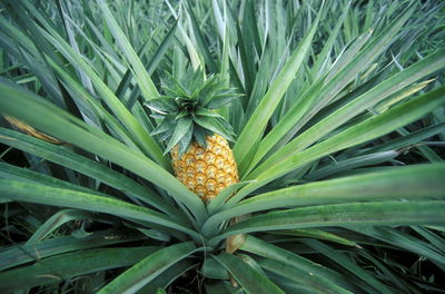 Close-up of plant