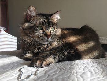 Portrait of cat sitting on bed at home