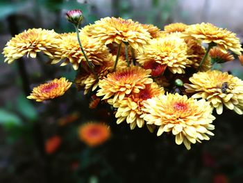 Close-up of yellow flowers blooming outdoors
