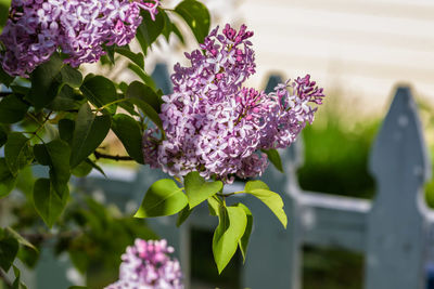 Close-up of purple flowers