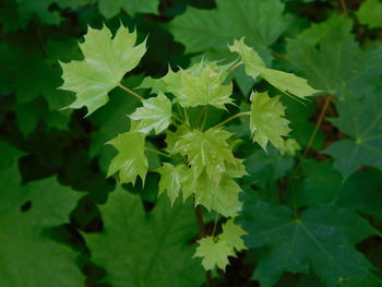 High angle view of fresh green leaves