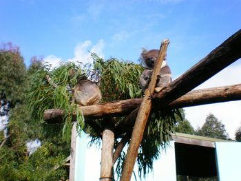 Low angle view of an animal on wooden post