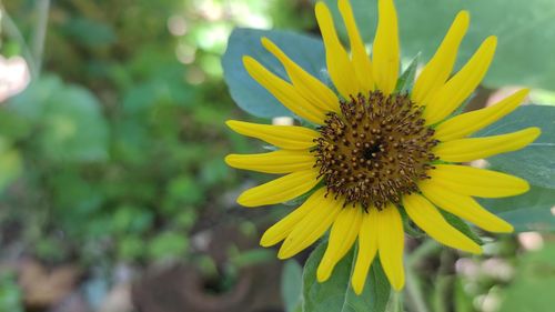 Close-up of yellow flower