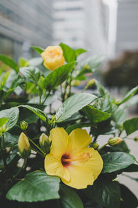 Close-up of yellow hibiscus blooming outdoors