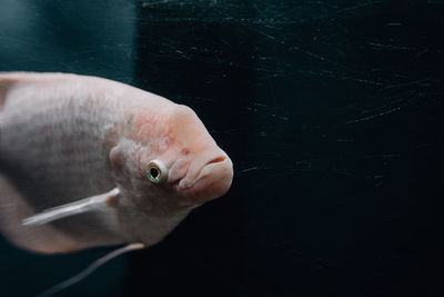 Close-up of fish swimming in aquarium
