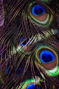 Close-up of peacock feather against black background