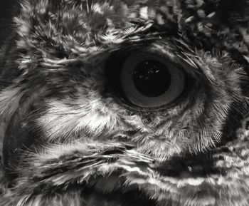 Close-up portrait of owl