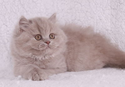 Portrait of white cat on rug