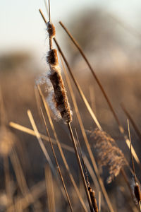 Close-up of stalks against blurred background