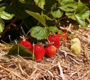 Close-up of strawberries growing on field