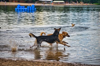 View of dog drinking water in lake