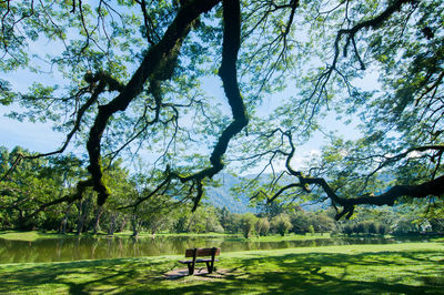 Bench in park