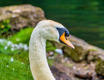 Close-up of a bird