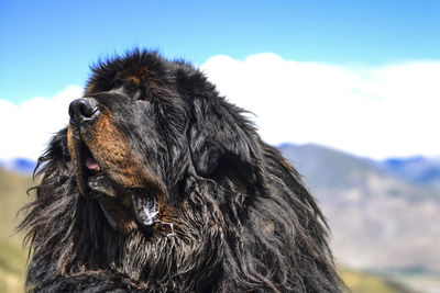 Close-up of dog on field against sky