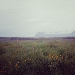 Scenic view of grassy field against sky