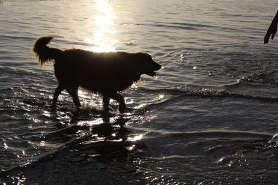 Dog on beach against sky during sunset