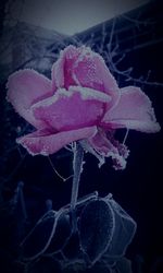 Close-up of lamp over black background