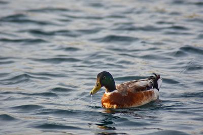 Duck swimming in lake