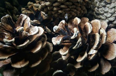 Close-up of mushrooms