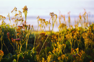 Close-up of fresh yellow flowers blooming in field against sky