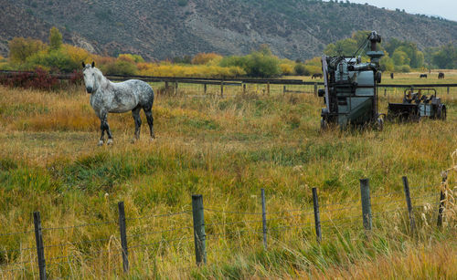 Horse standing in field