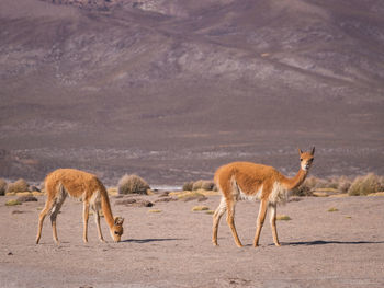 Vicuña walking in the andes