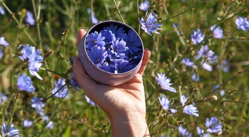 Cropped hand holding container of blue flowers by plant