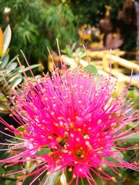 Close-up of pink flower blooming outdoors