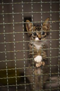 Portrait of cat in cage