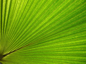 Full frame shot of palm leaf