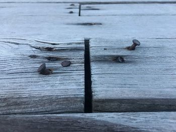 High angle view of bird on wooden floor