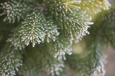 Close-up of wet leaves