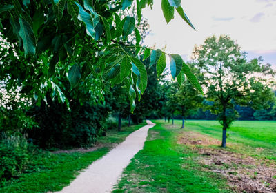 Road amidst trees and plants in park