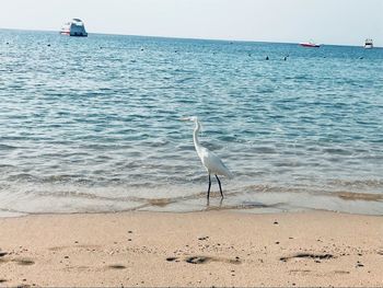 Seagull on beach