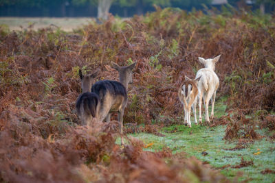 Deer standing in a field