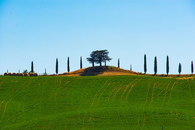 Scenic view of agricultural field against clear sky