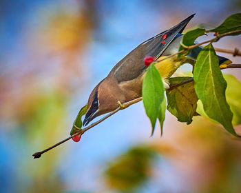 Close-up of bird on plant