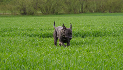 Horse in a field