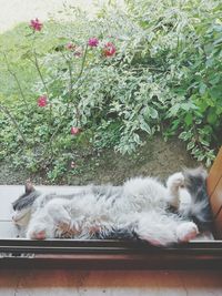 Cat sleeping
