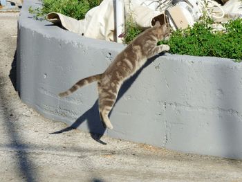 Cat jumping outdoors
