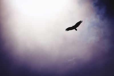 Low angle view of silhouette bird flying in sky