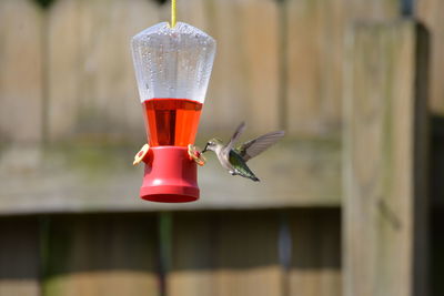 Close-up of bird flying